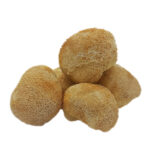 Lion's Mane (Hericium erinaceus)