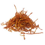 Cordyceps (Cordyceps militaris)