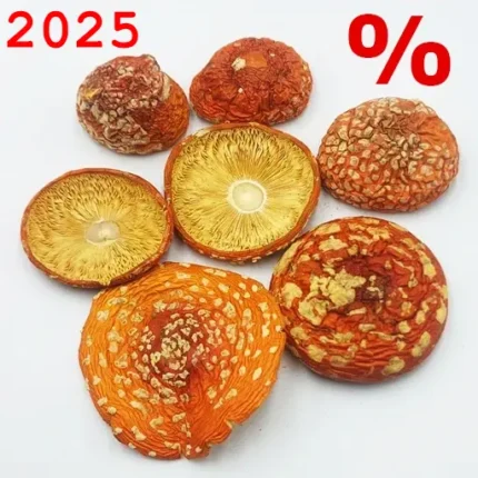 Getrocknete Fliegenpilze (Amanita muscaria)